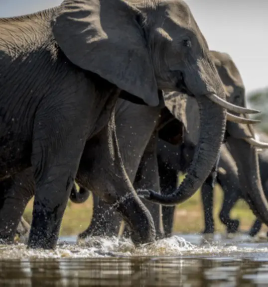Kitesurfing Obozy w Mozambiku