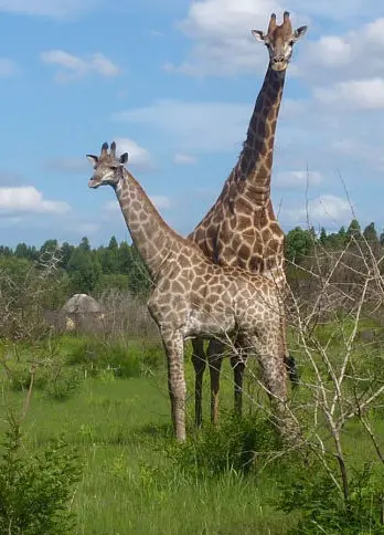 Kitesurfing Obozy w Mozambiku