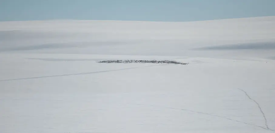 Makani Travel Snowkite Norwegia